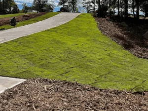 Newly laid sod on a sloped bank beside a curved concrete walkway, edged with dark wood mulch